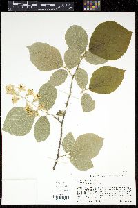 Styrax grandifolius image