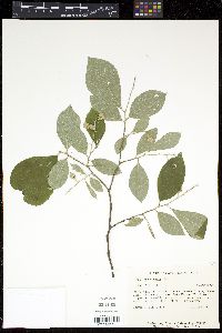 Styrax grandifolius image