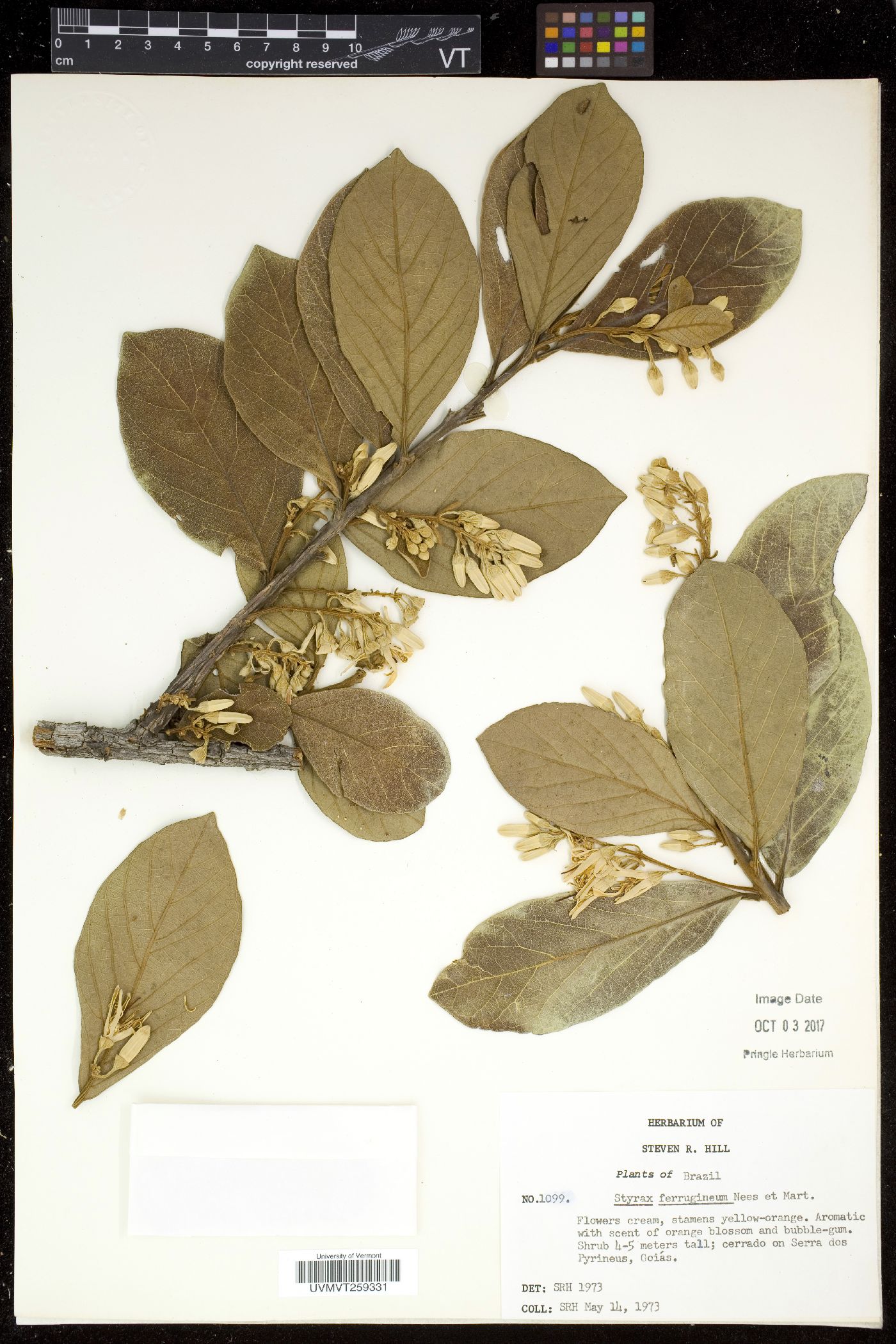 Styrax ferrugineus image