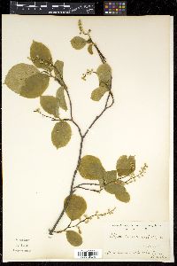 Styrax obassia image