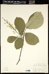 Styrax obassia image