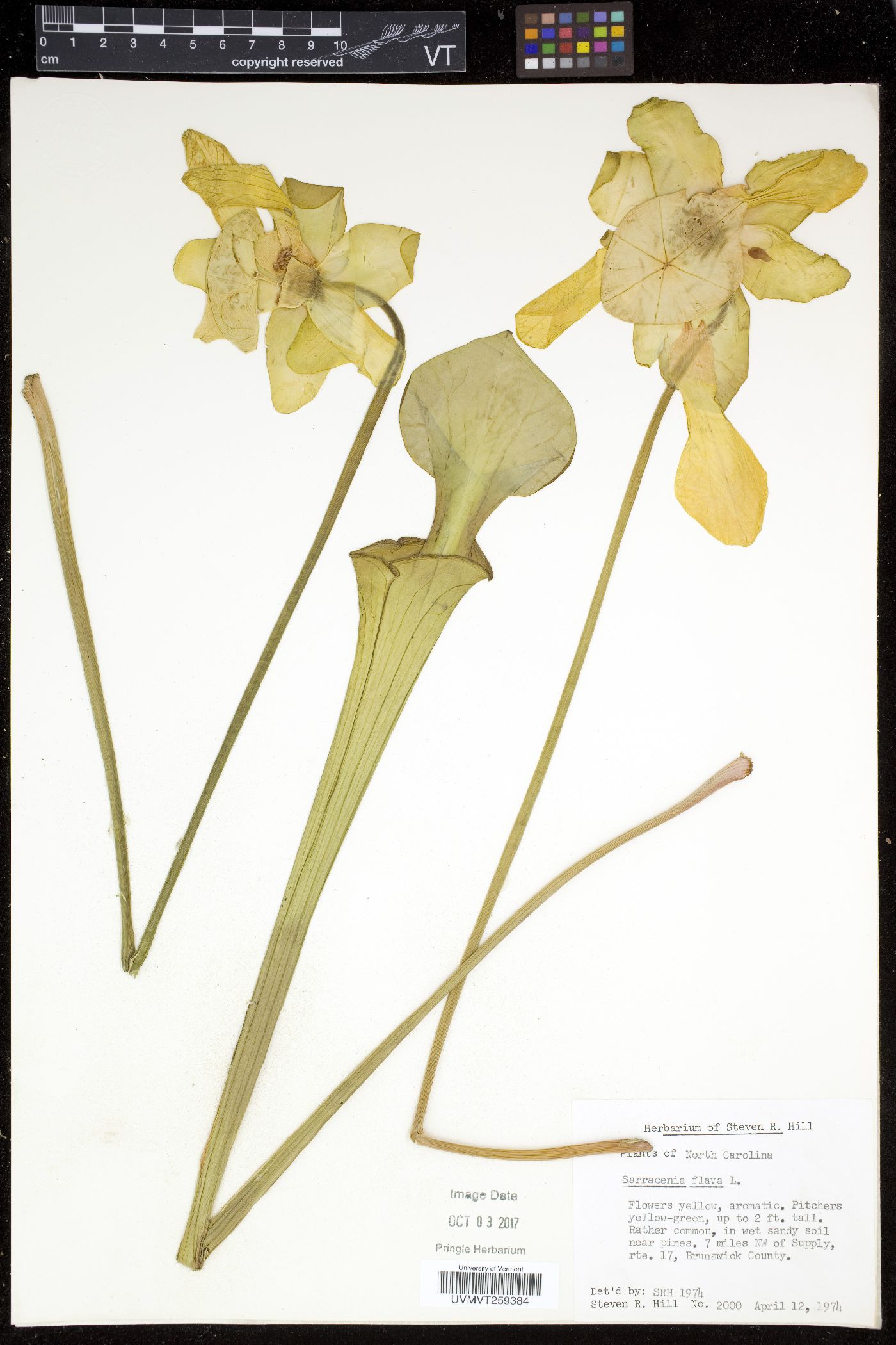 Sarracenia flava image