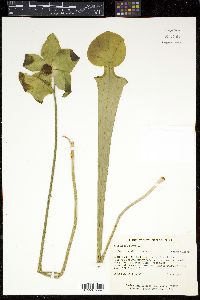 Sarracenia flava image