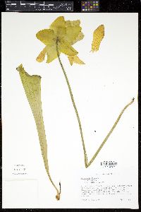 Sarracenia flava image