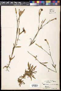 Dianthus superbus var. longicalycinus image
