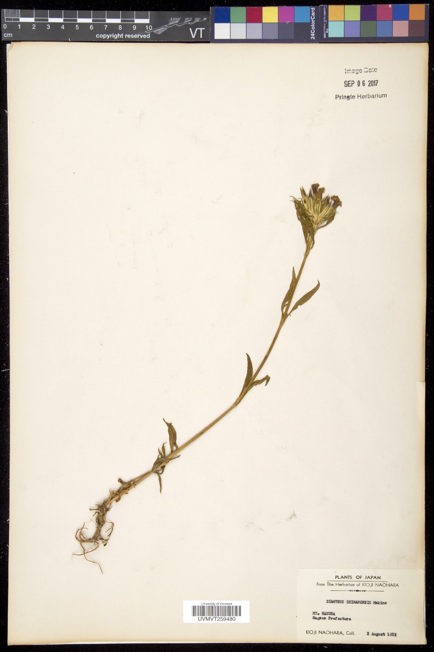 Dianthus shinanensis image