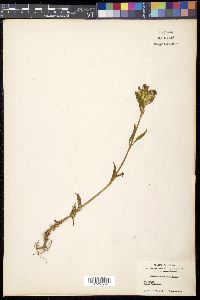 Image of Dianthus shinanensis