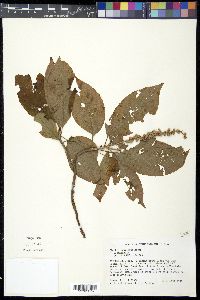 Clethra acuminata image