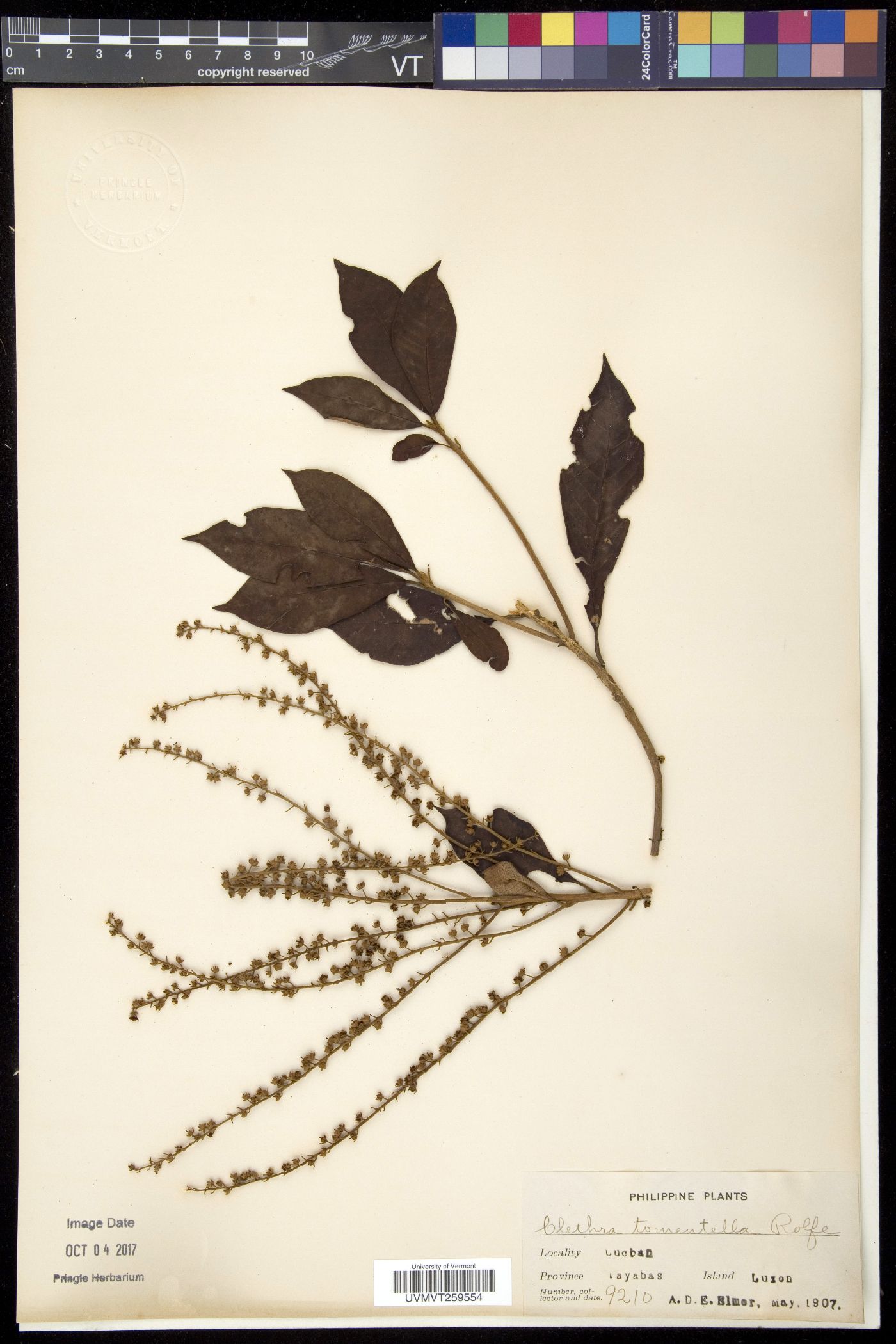 Clethra tomentella image