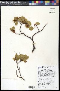 Arctostaphylos patula image