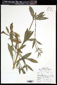 Silene latifolia image