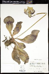 Sarracenia purpurea image