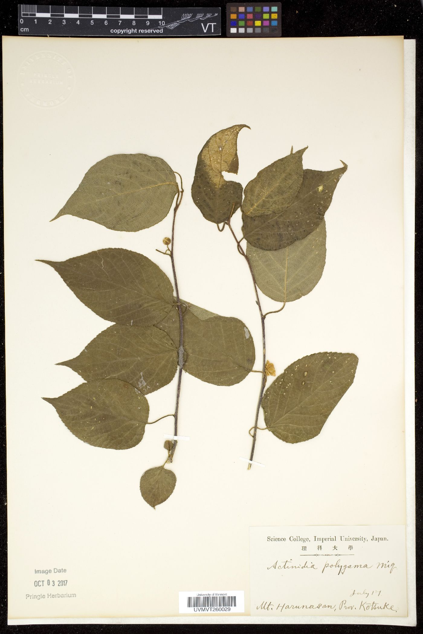 Actinidia polygama image
