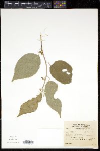 Actinidia polygama image