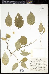 Actinidia polygama image