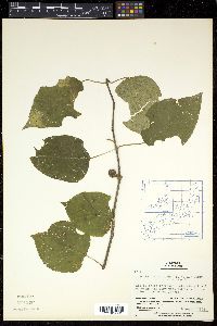 Actinidia polygama image