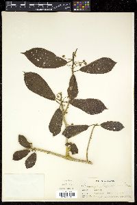 Image of Saurauia luzoniensis