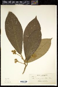 Saurauia clementis image