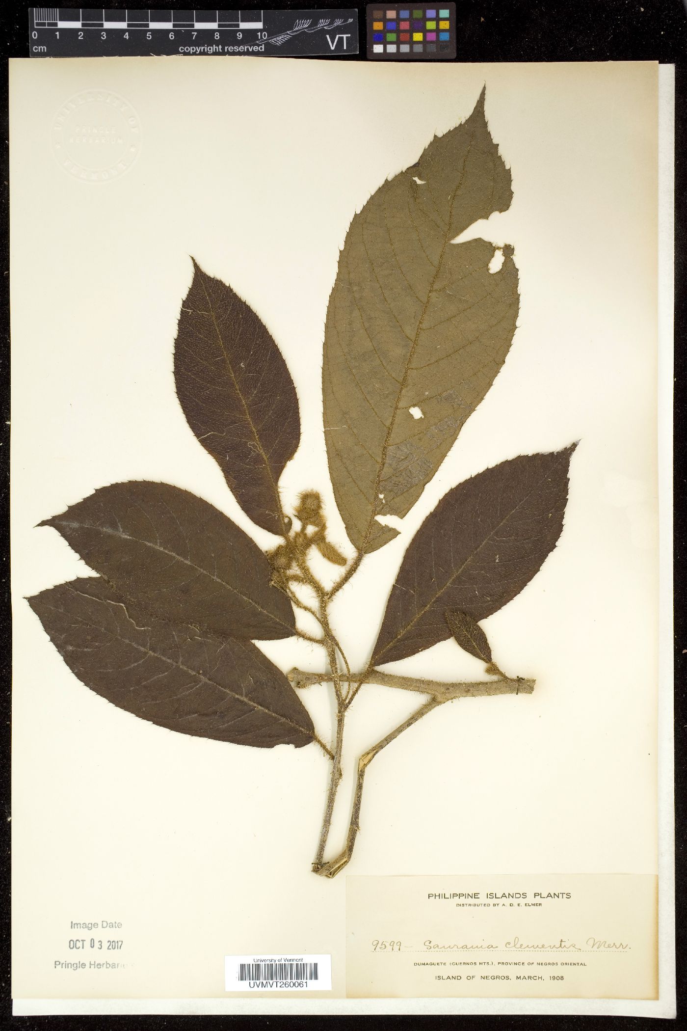 Saurauia clementis image