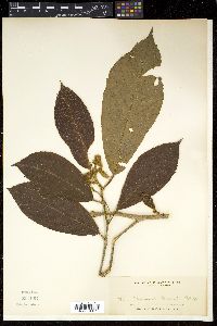 Saurauia clementis image