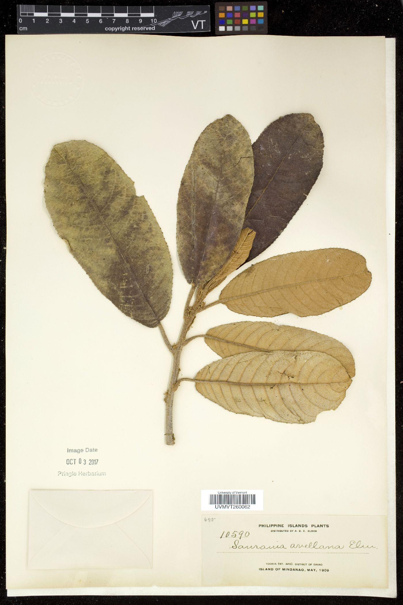 Saurauia avellana image