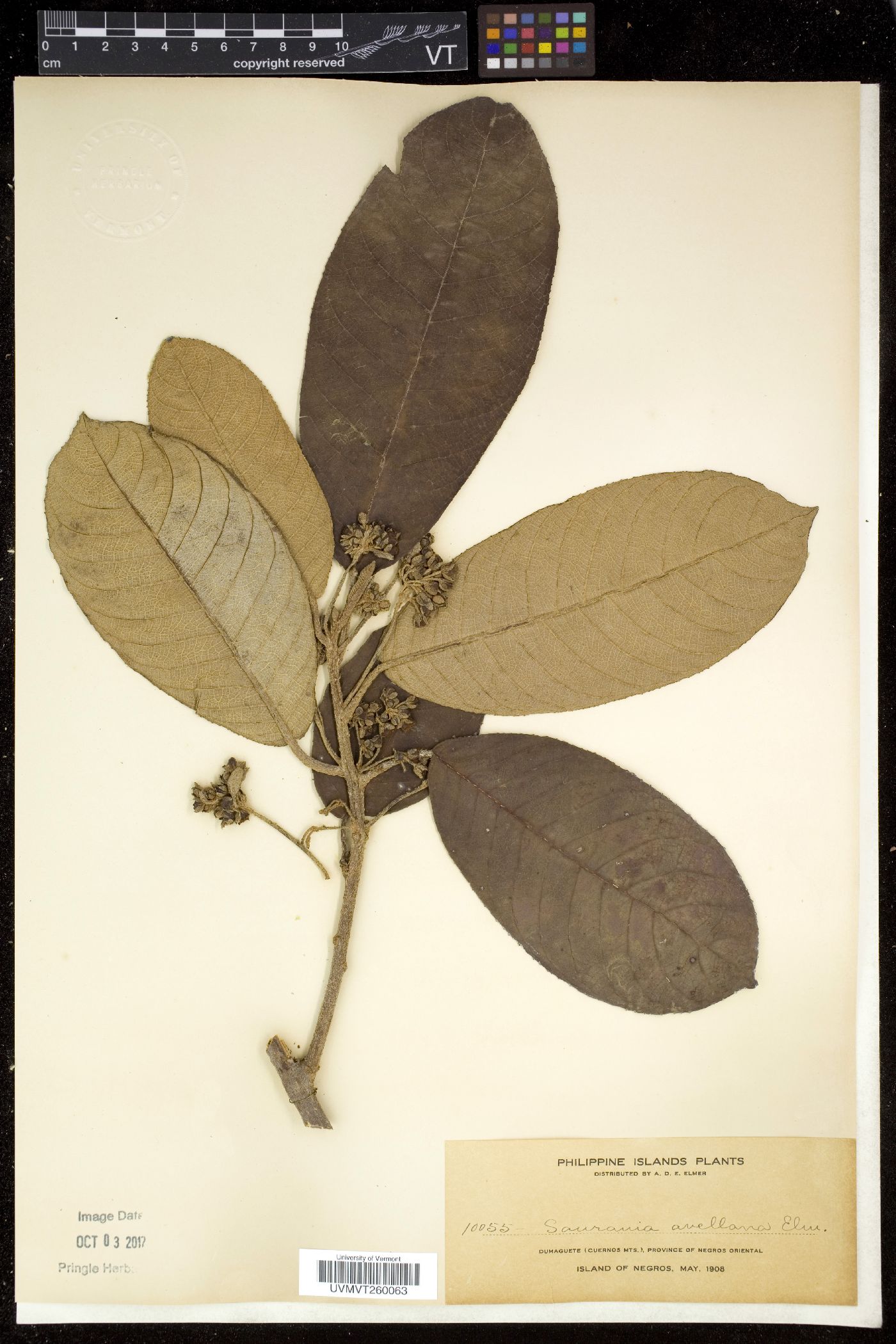 Saurauia avellana image