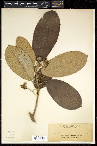 Saurauia avellana image