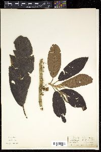 Saurauia tristyla image