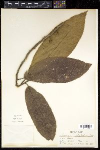 Saurauia polysperma image