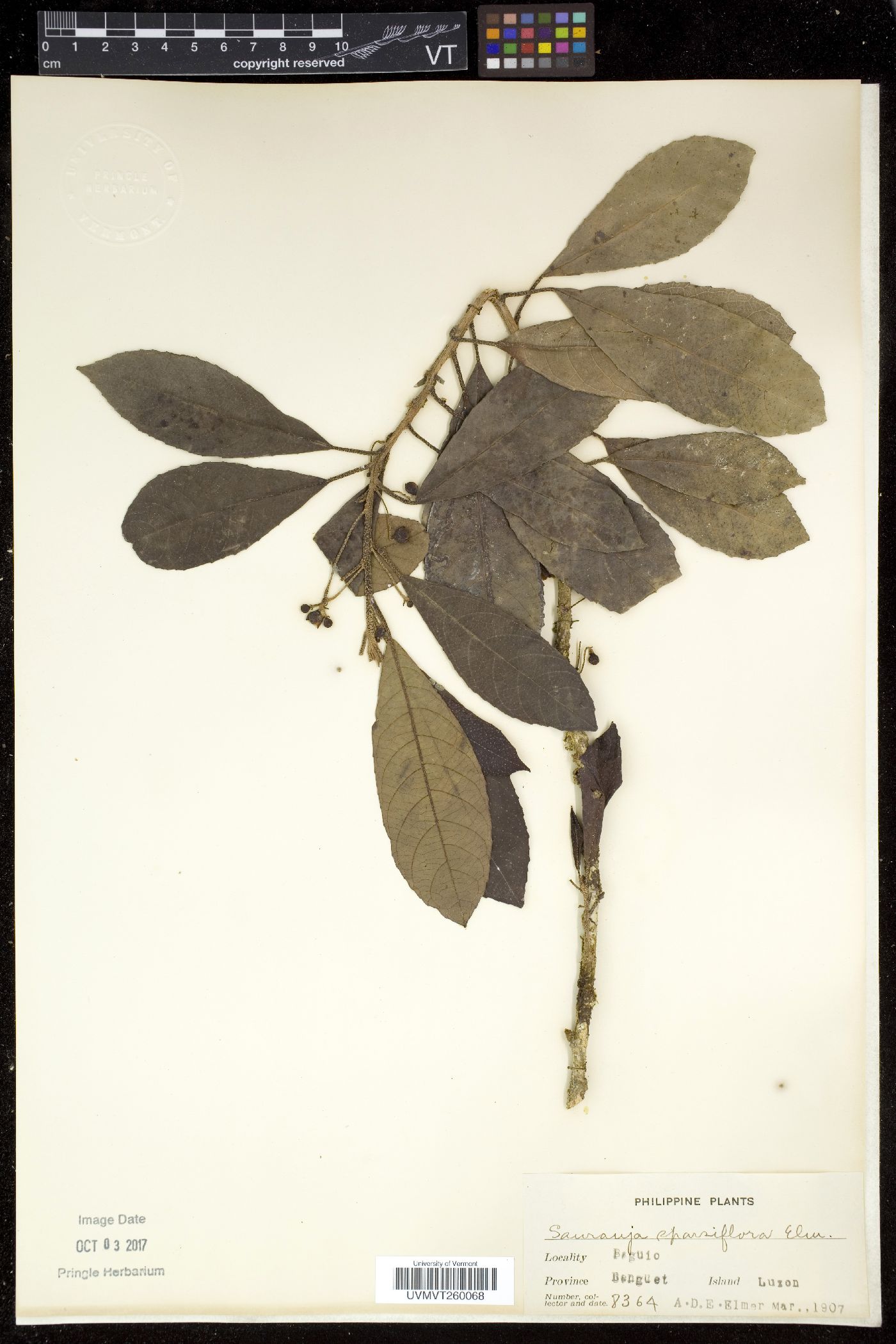 Saurauia sparsiflora image