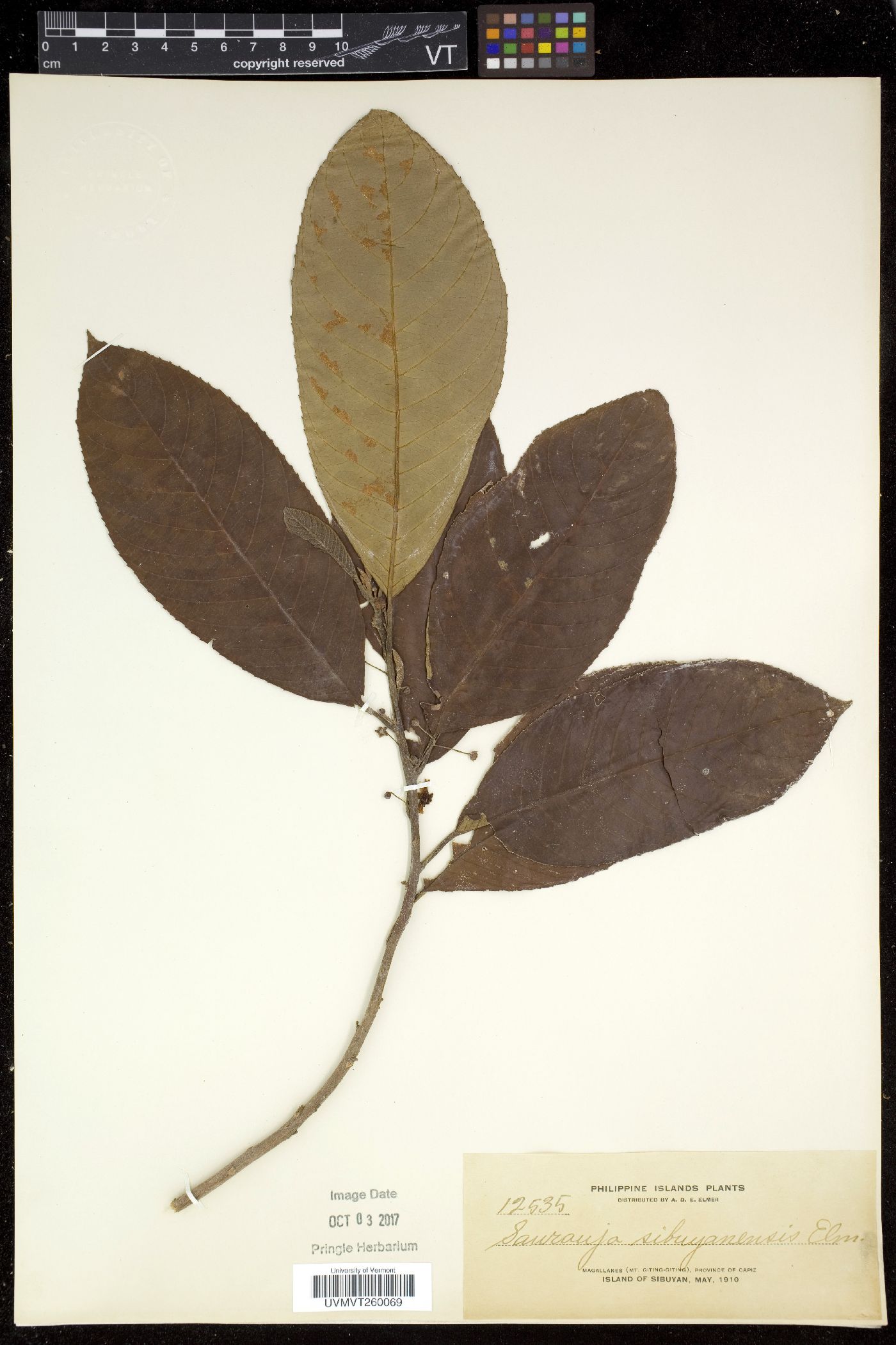 Saurauia sibuyanensis image