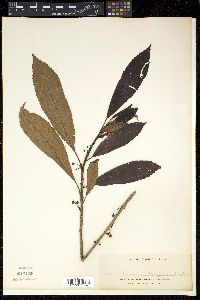 Image of Saurauia philippinensis