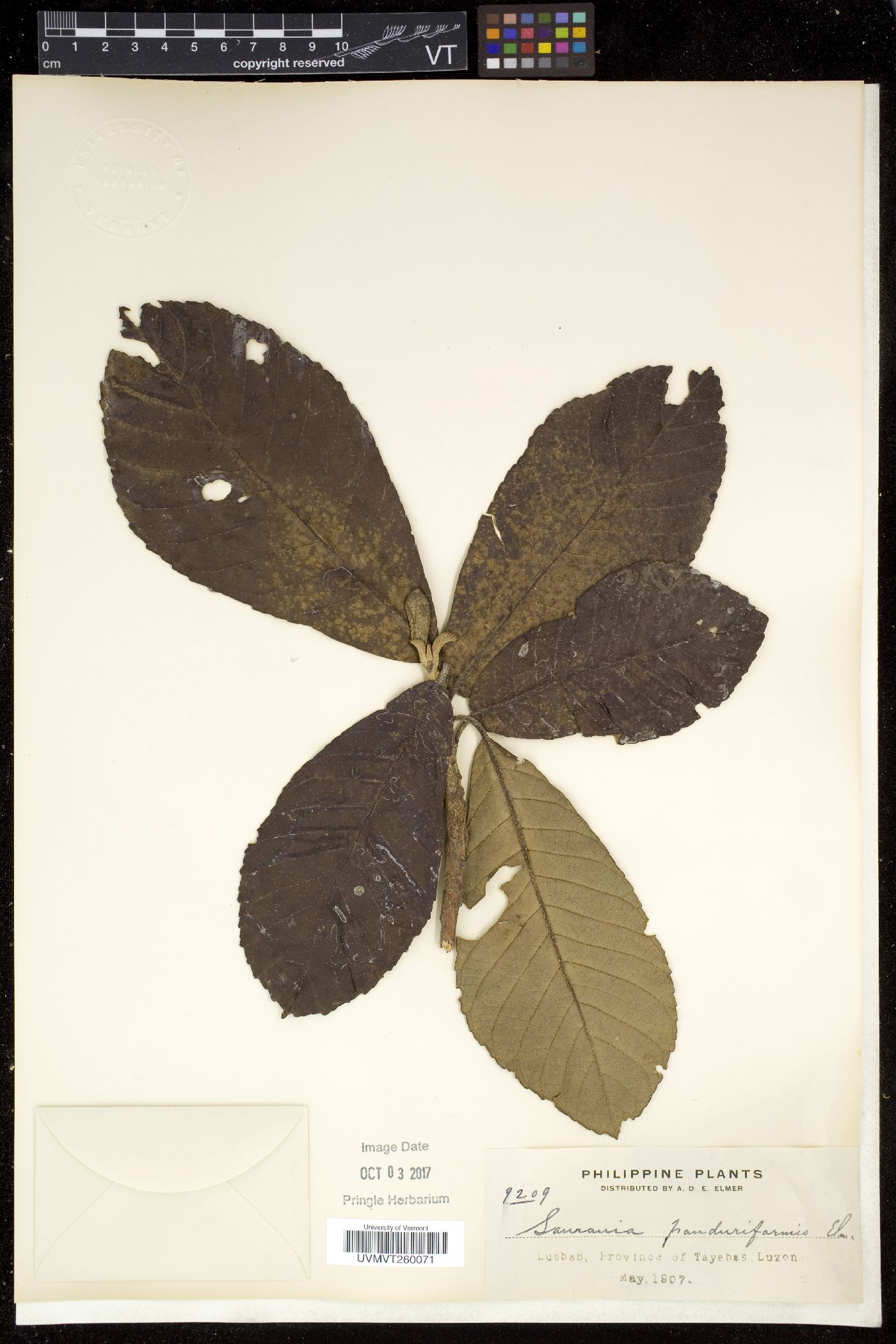 Saurauia panduriformis image