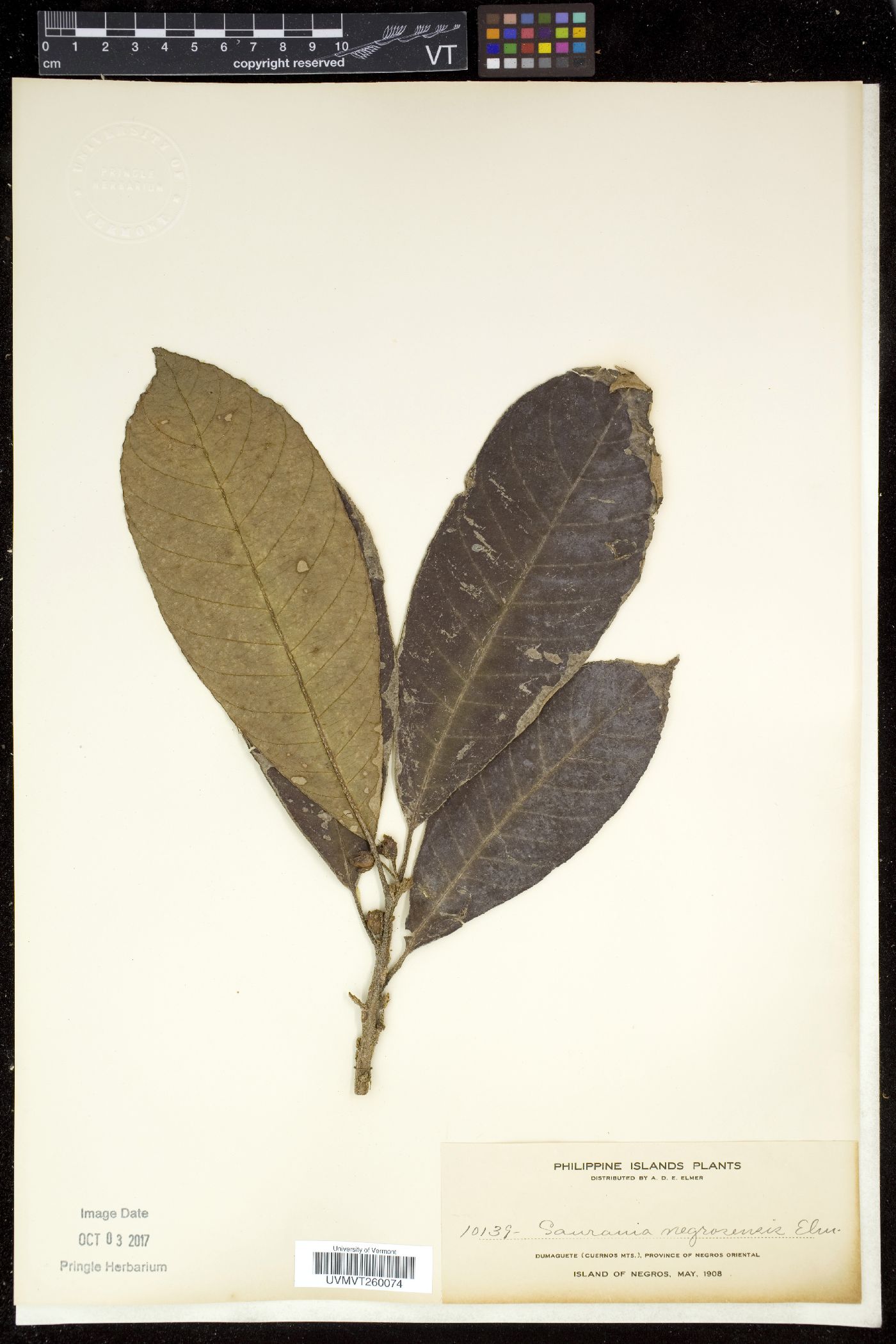 Saurauia negrosensis image