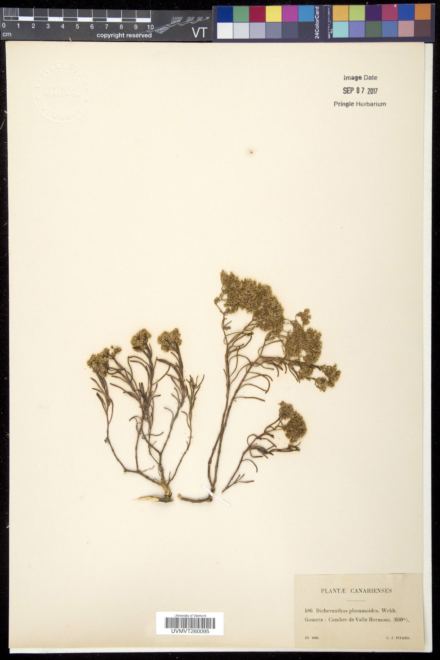Dicheranthus image