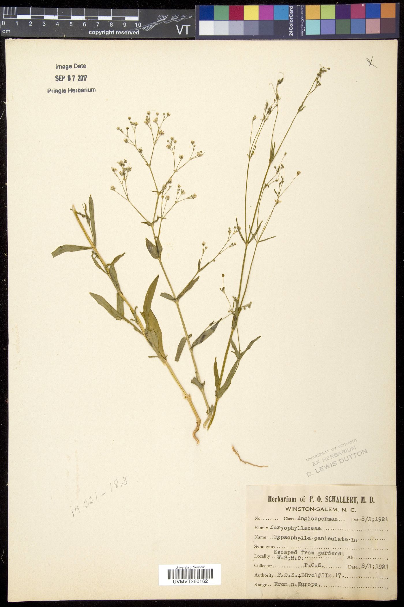 Gypsophila image