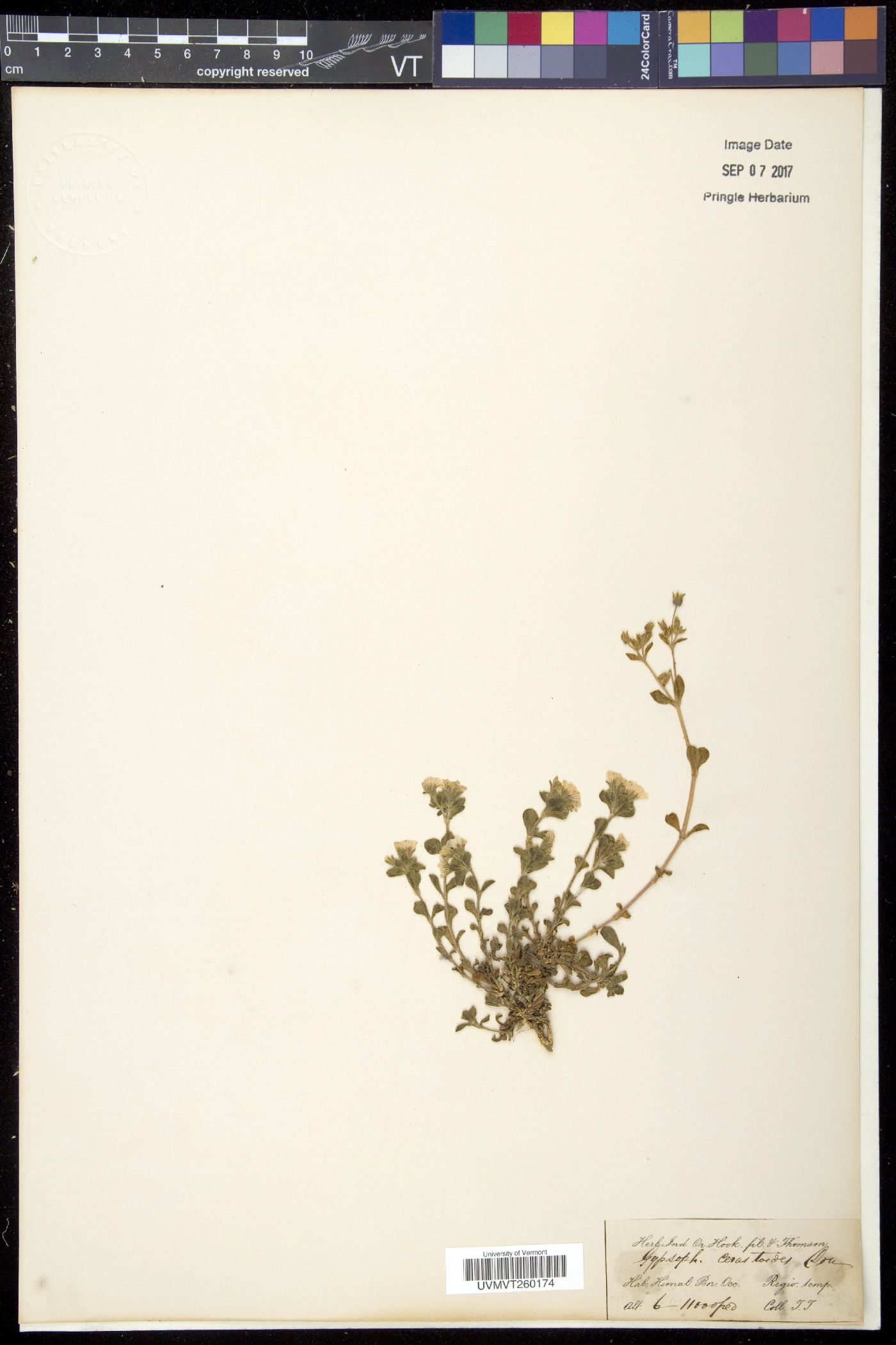 Gypsophila cerastoides image