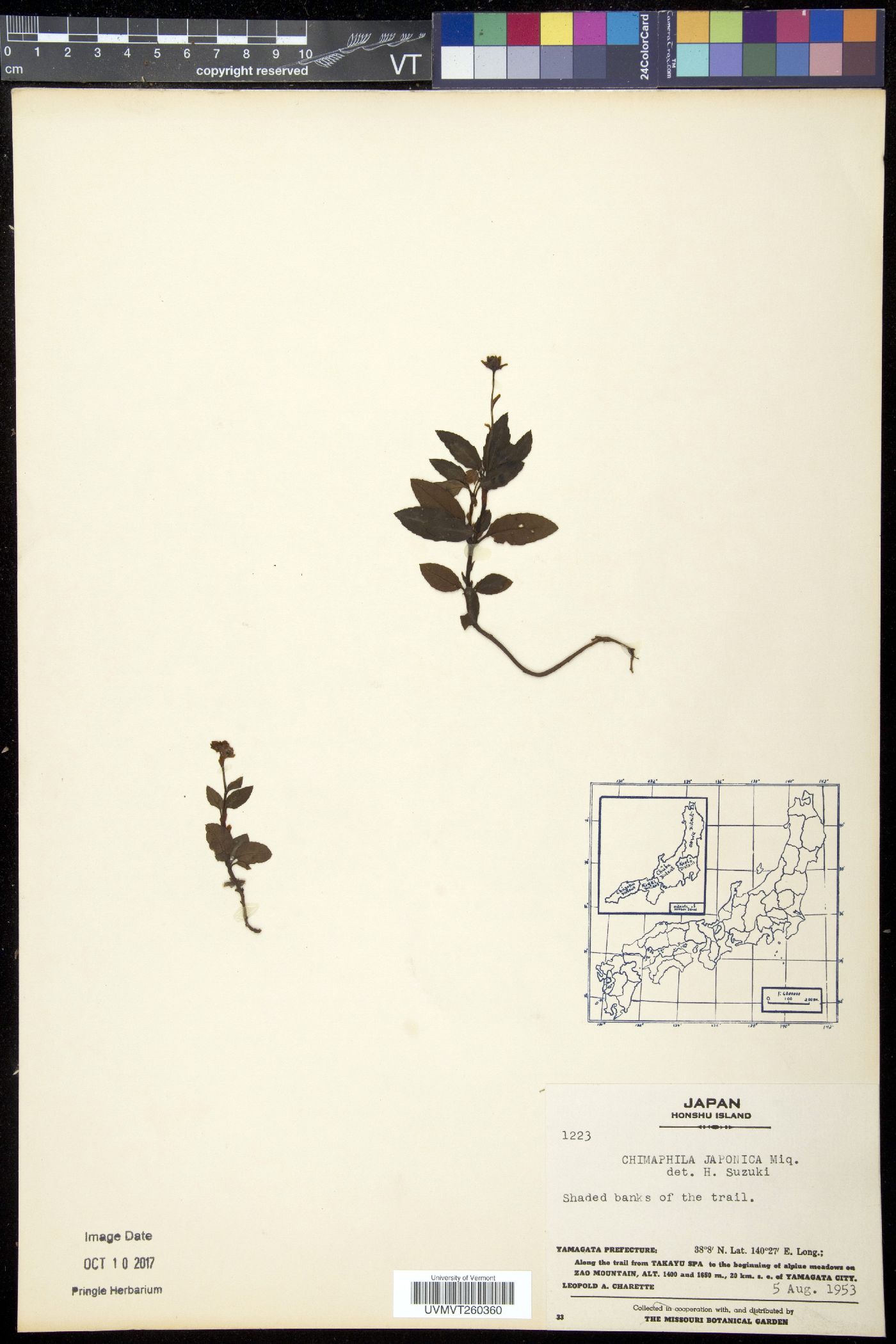 Chimaphila japonica image