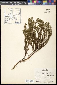 Empetrum nigrum subsp. asiaticum image