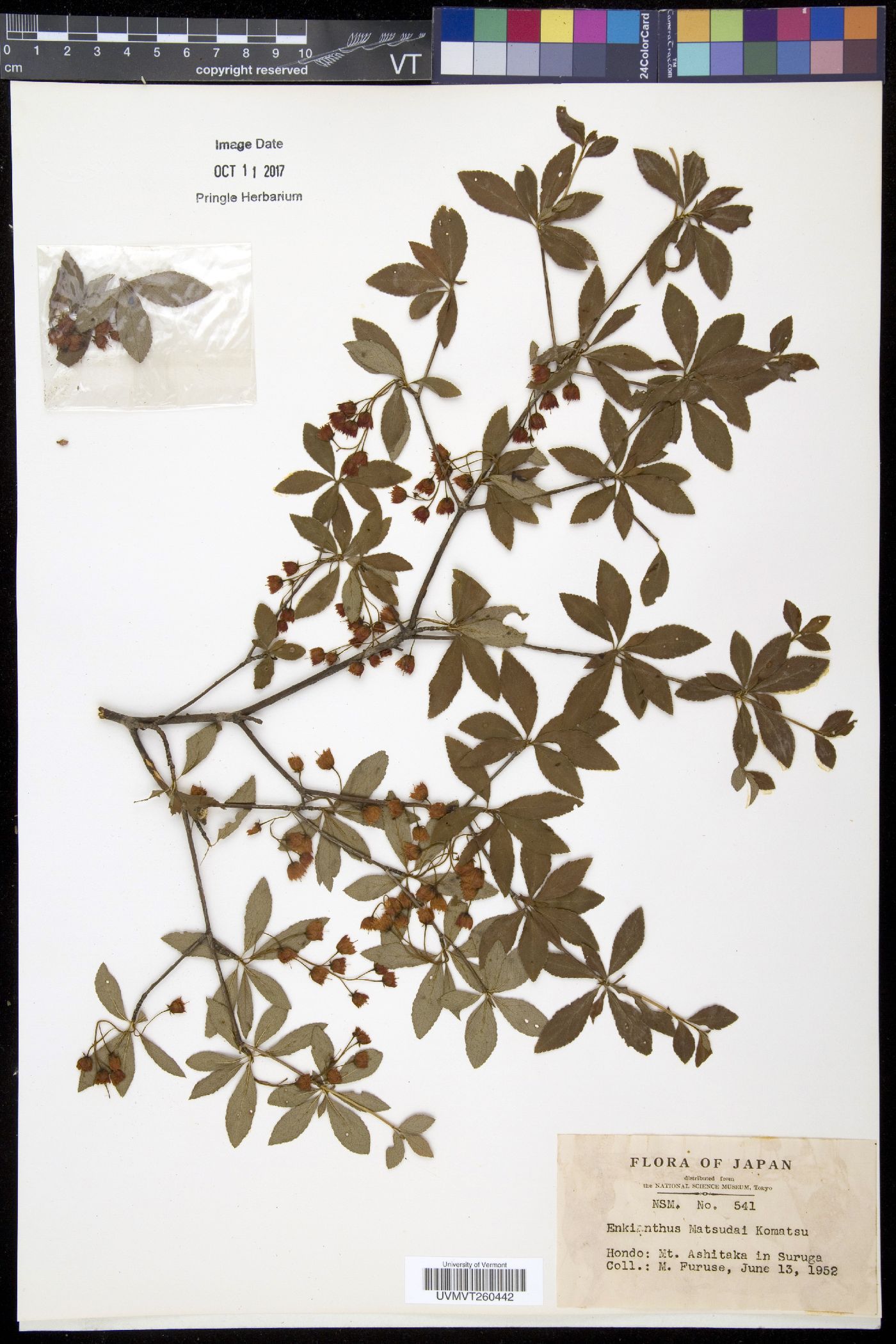 Enkianthus cernuus f. rubens image