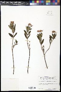 Kalmia polifolia image