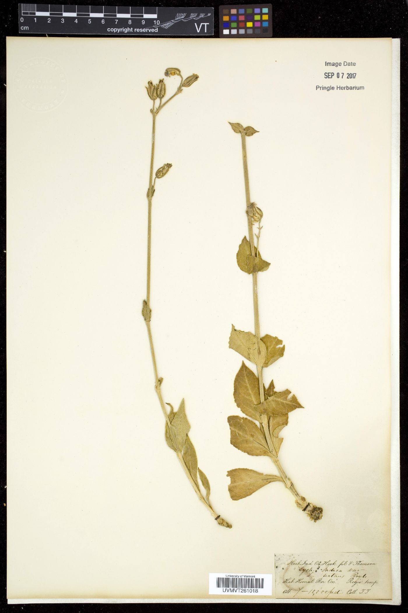 Silene indica image