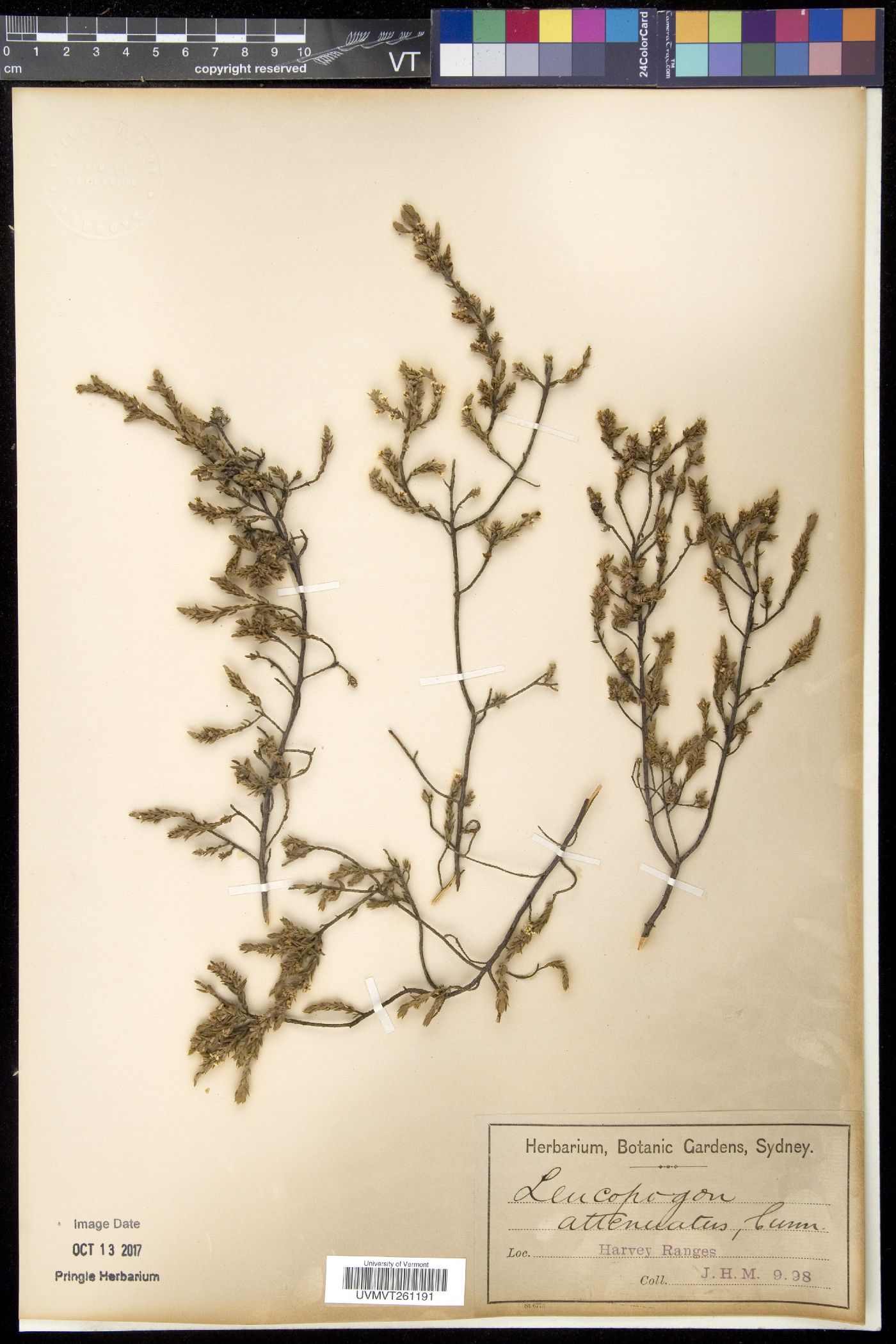 Leucopogon image