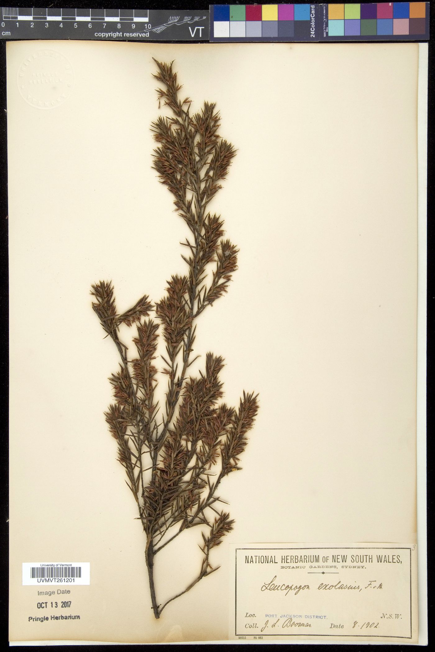 Leucopogon image