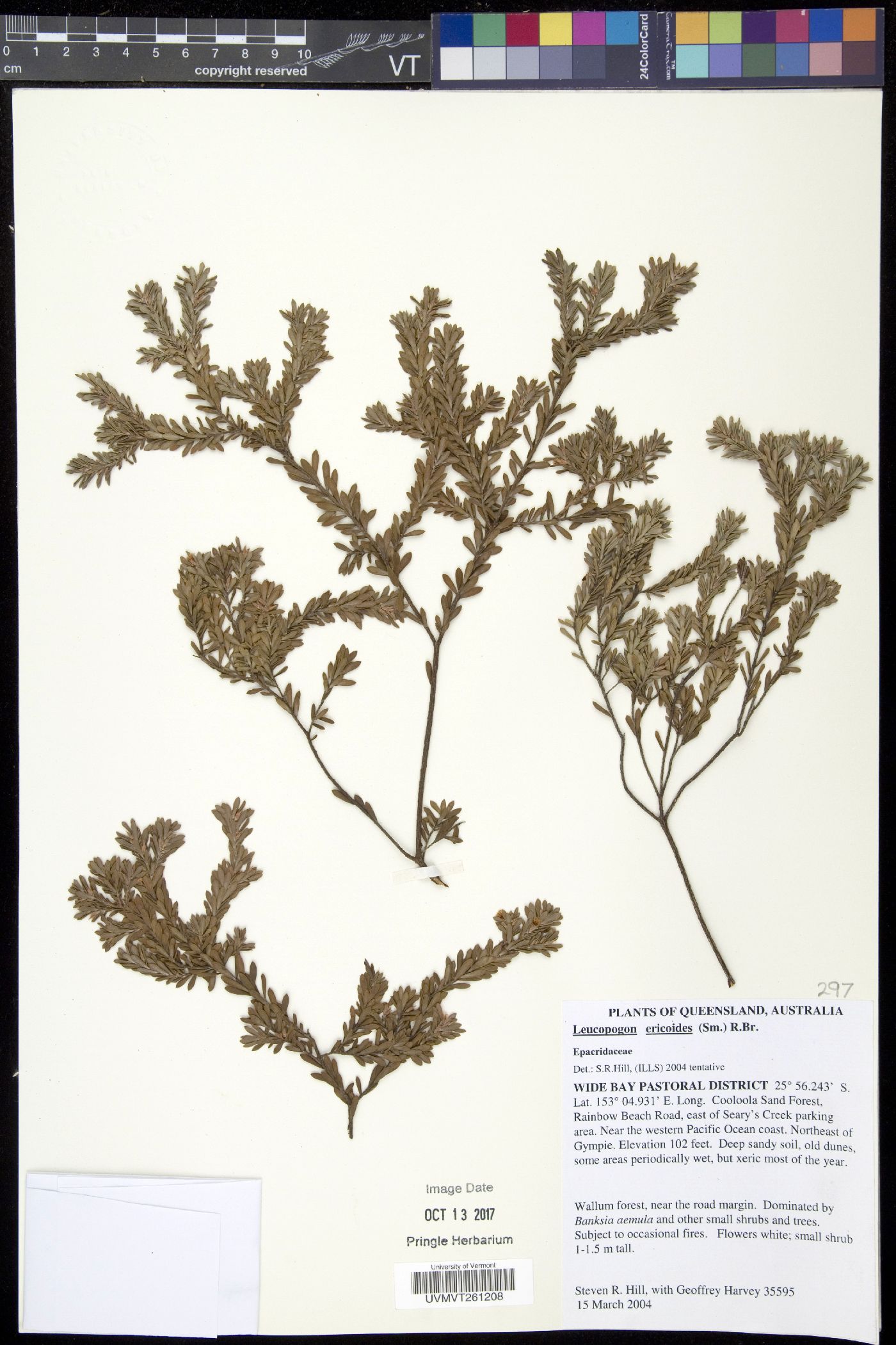 Styphelia ericoides image