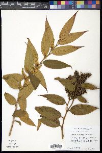 Leucothoe editorum image