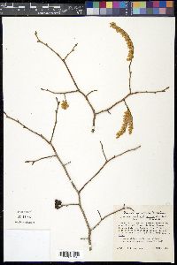 Leucothoe recurva image