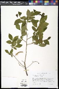 Leucothoe racemosa image