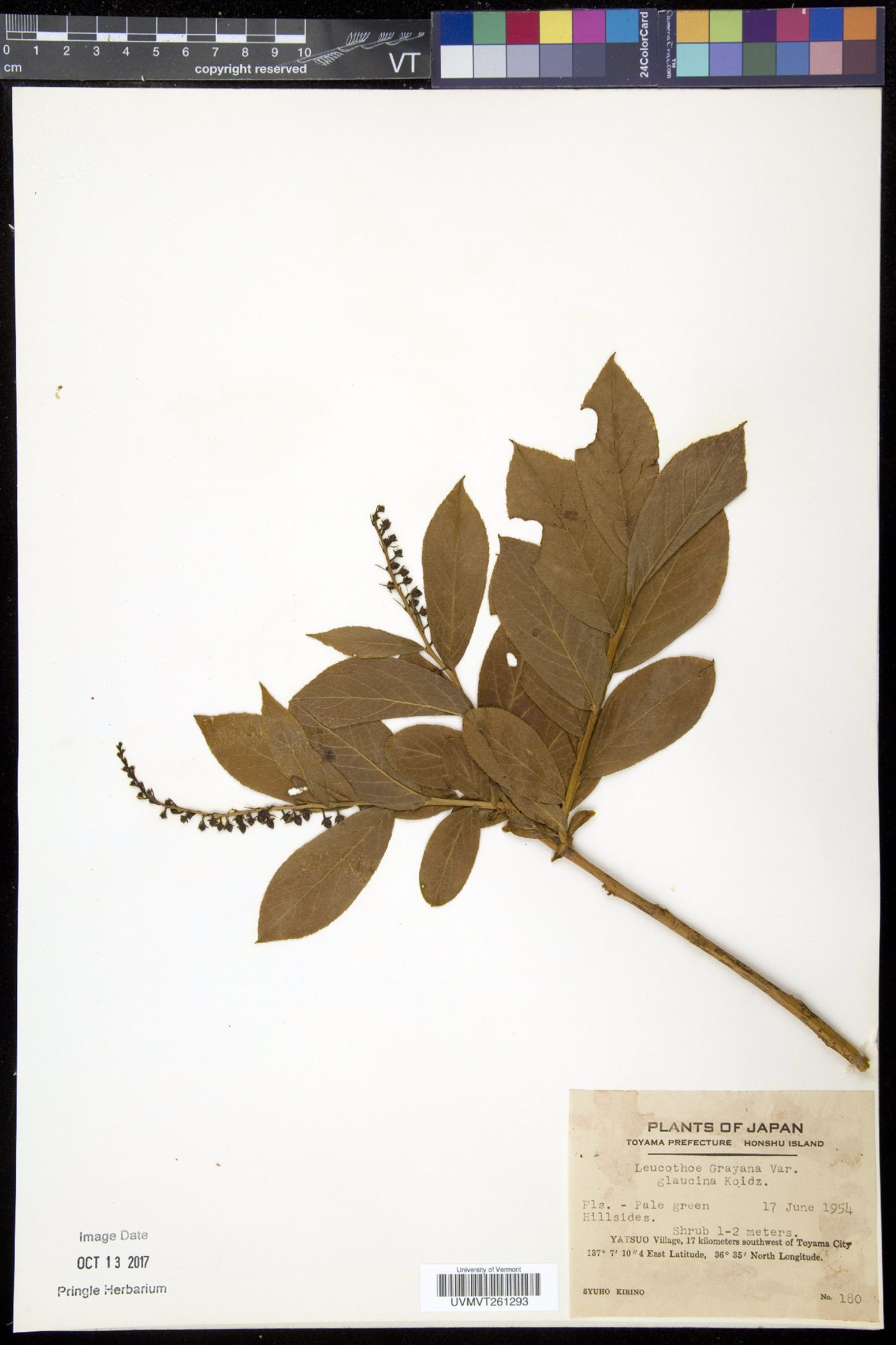 Leucothoe grayana image