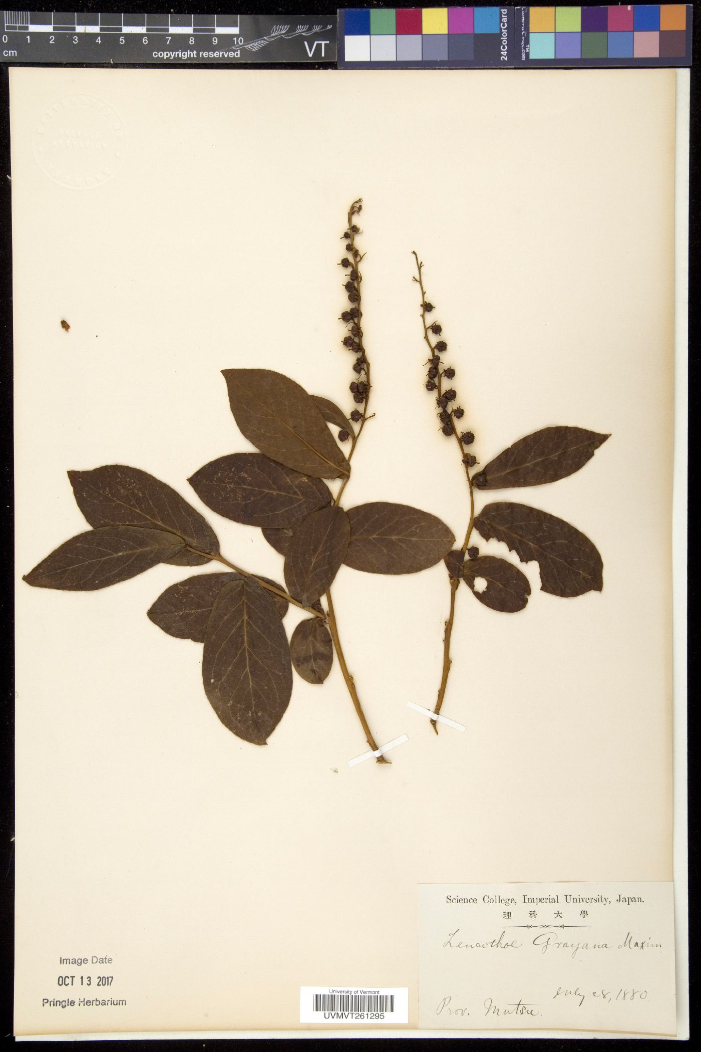 Leucothoe grayana image